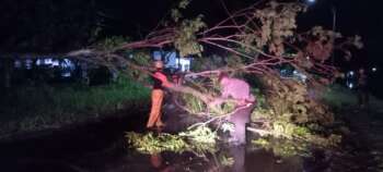IMG-20231106-WA0196 PERISTIWA  Kota Banjar Diguyur Hujan Lebat, Sebuah Pohon Tumbang